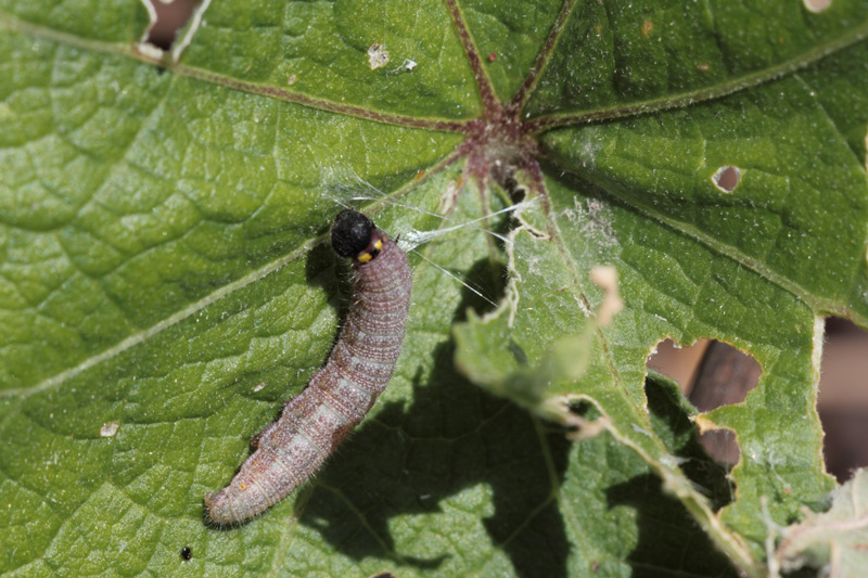 Bruco al lavoro...di? Carcharodus alceae, Hesperiidae